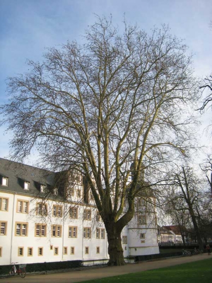 Bild 5 von 2 Platanen am Schloss Neuhaus